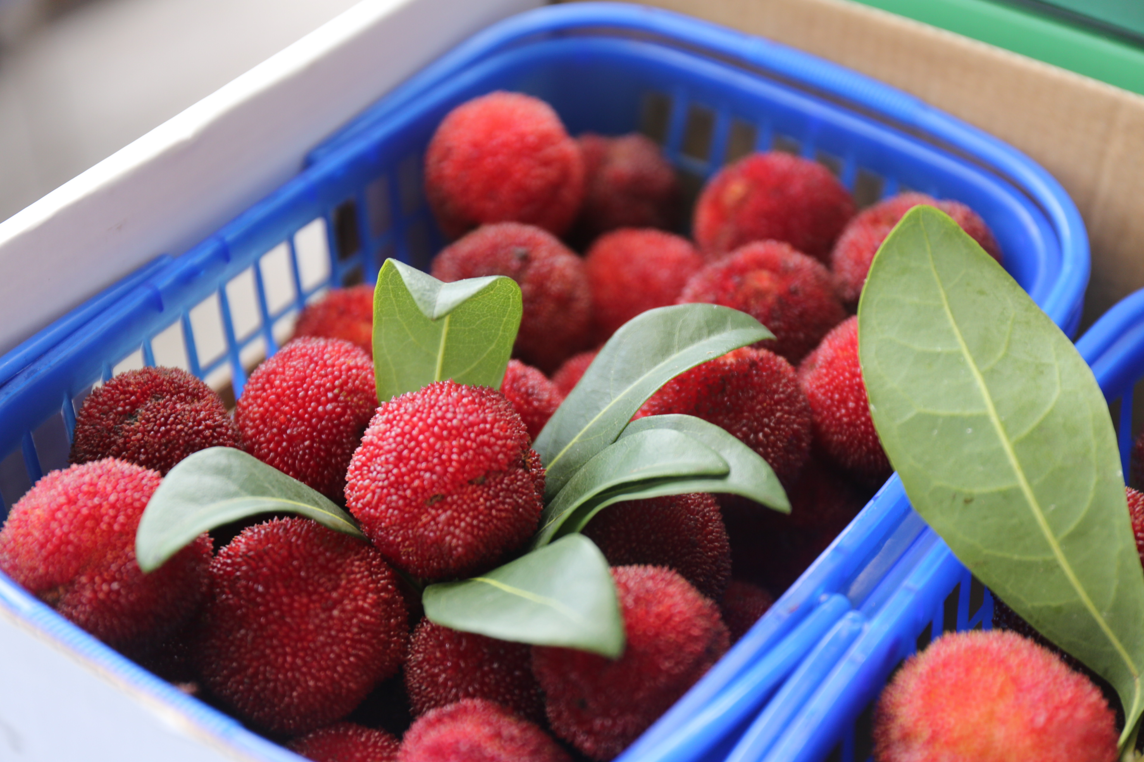 颗颗杨梅，，，，，，点点关爱_环球360