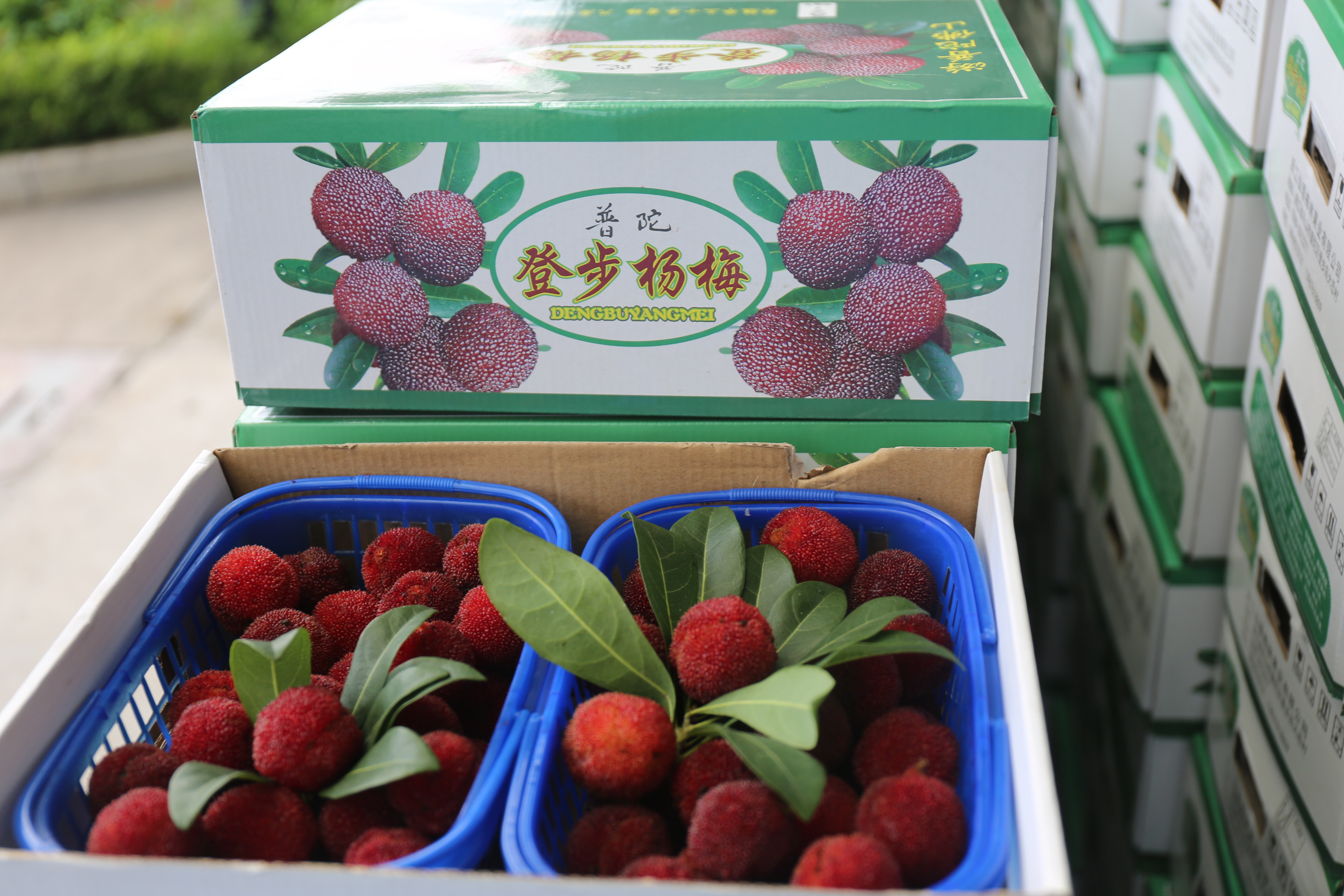 颗颗杨梅，，，，，，点点关爱_环球360